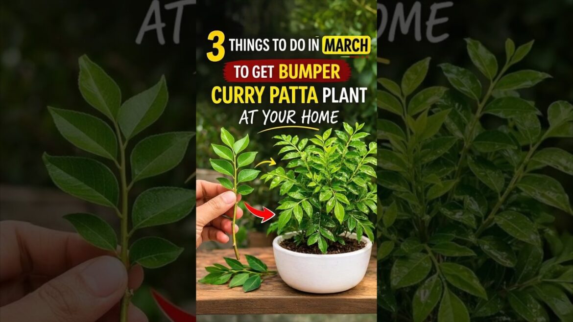 CURRY patta plant care tips!! CURRY patta plant care tips!!