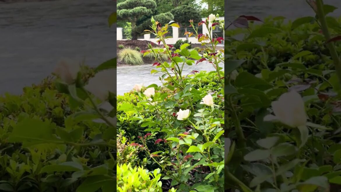 Garden with White Roses — Landscape Design (Sodas su baltomis rožėmis) | Sodo Linija Garden with White Roses — Landscape Design (Sodas su baltomis rožėmis) | Sodo Linija