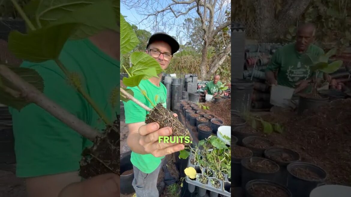 Potting Up Plants Like a Pro!