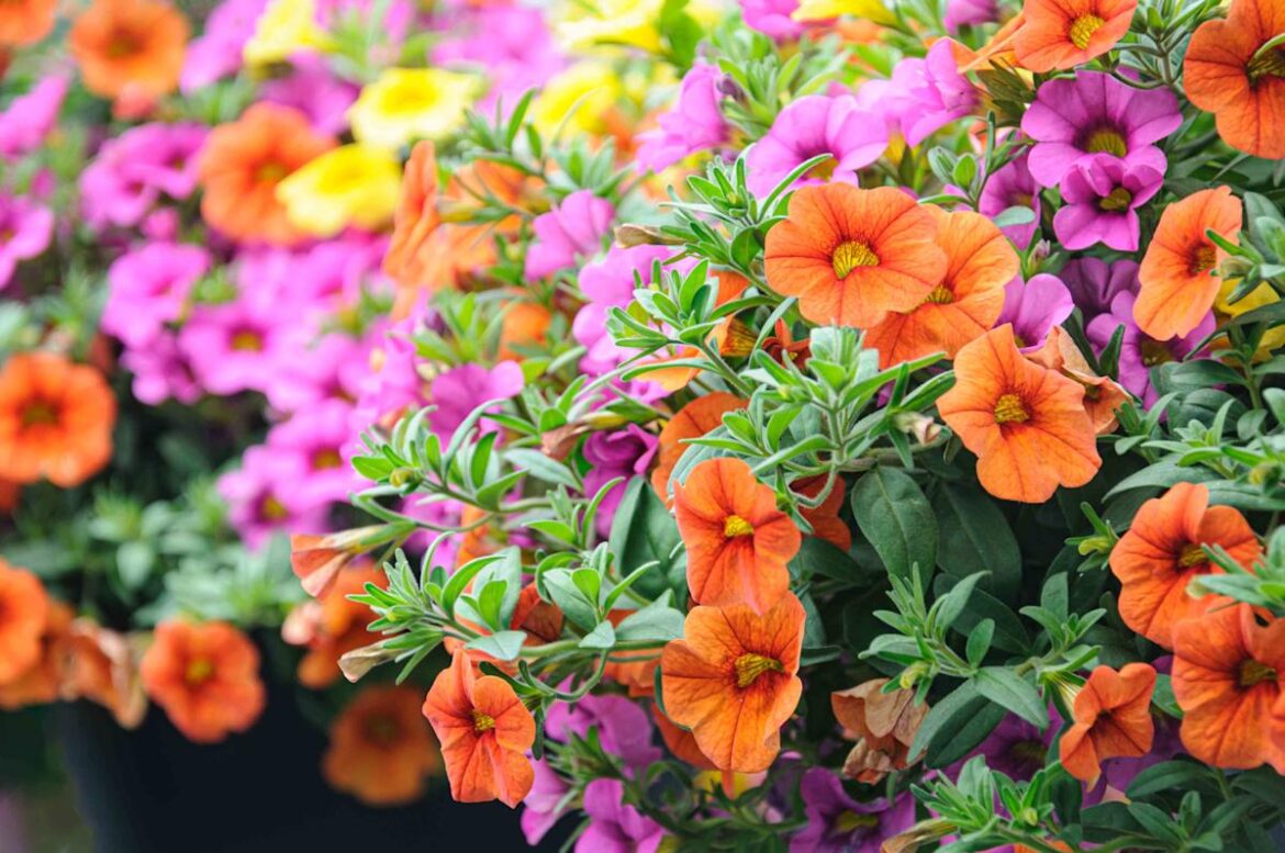 11 Plants That Deliver Nonstop Color From Spring Through Summer Southern Living