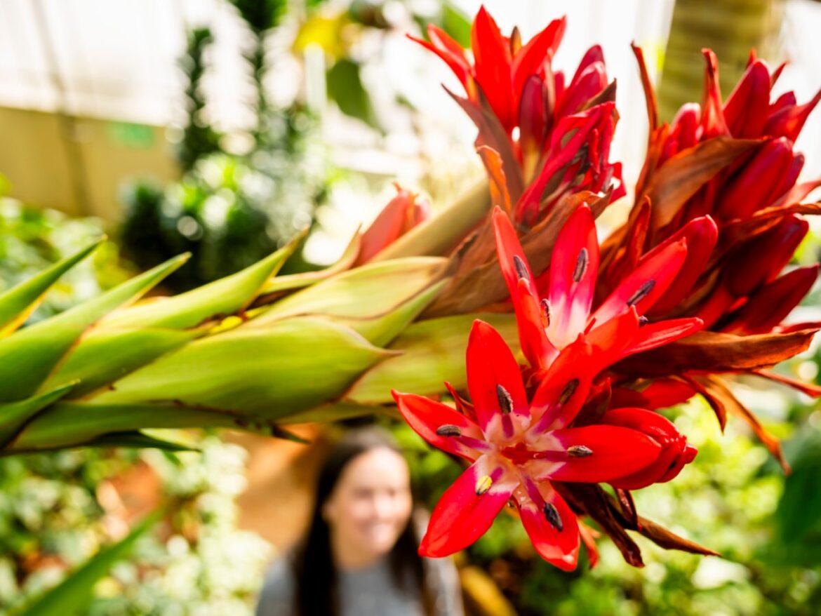 Rare giant spear lily flowers at Geneva Botanical Garden Rare giant spear lily flowers at Geneva Botanical Garden