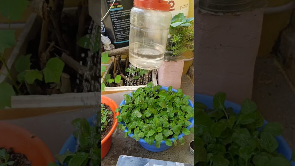 Giving water to leafy vegetables using plastic bottle #shorts #waterspray #garden #vegetables
