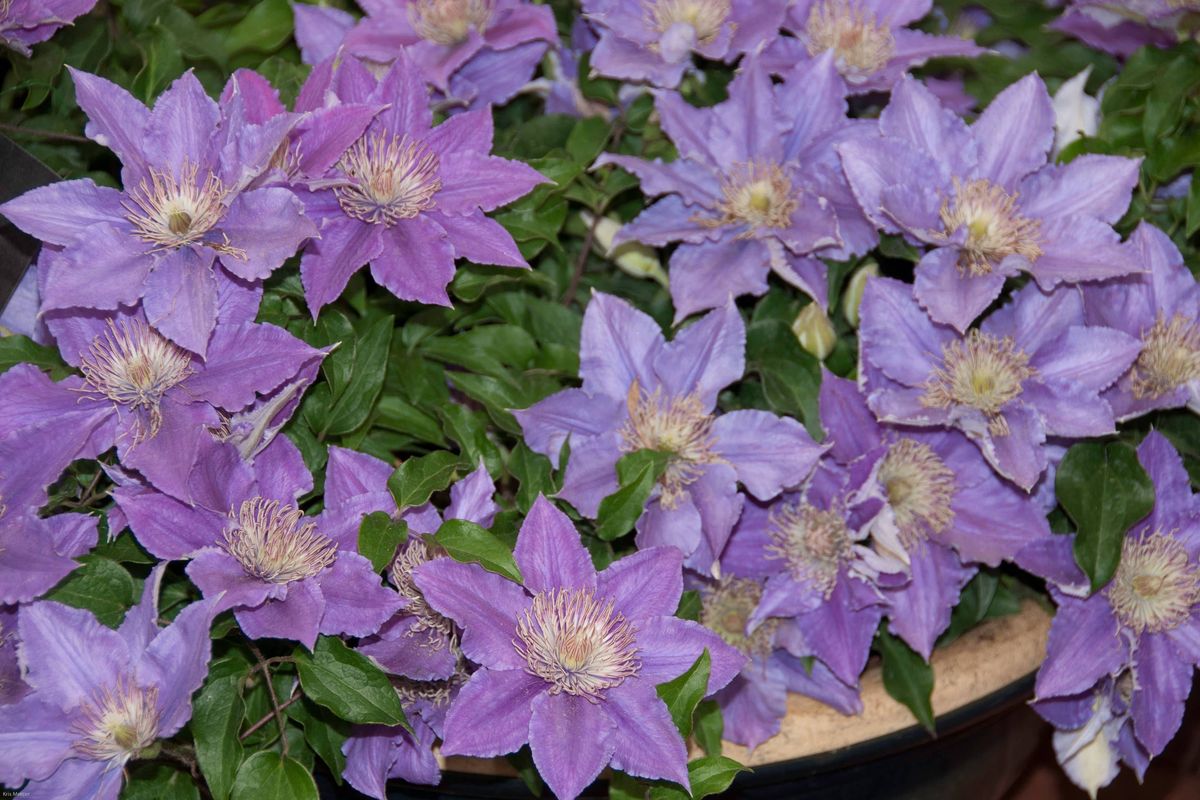Colourful, hardy clematis