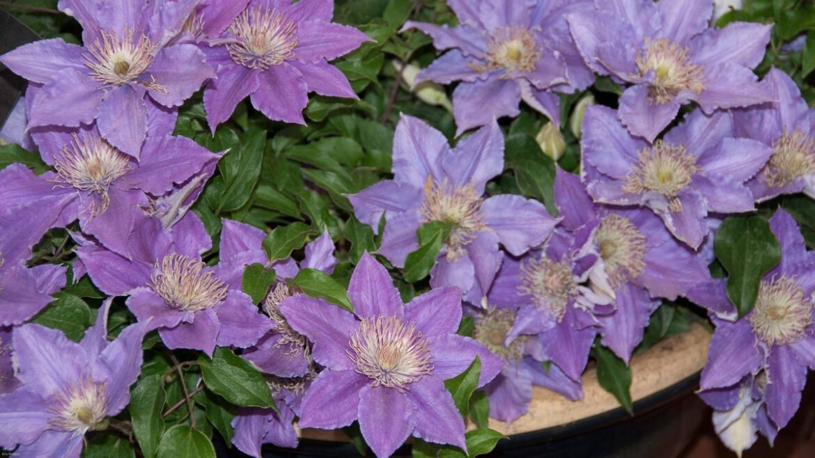 Get ‘more blooms’ in flower that’s ‘perfect’ for small spaces Daily Mirror