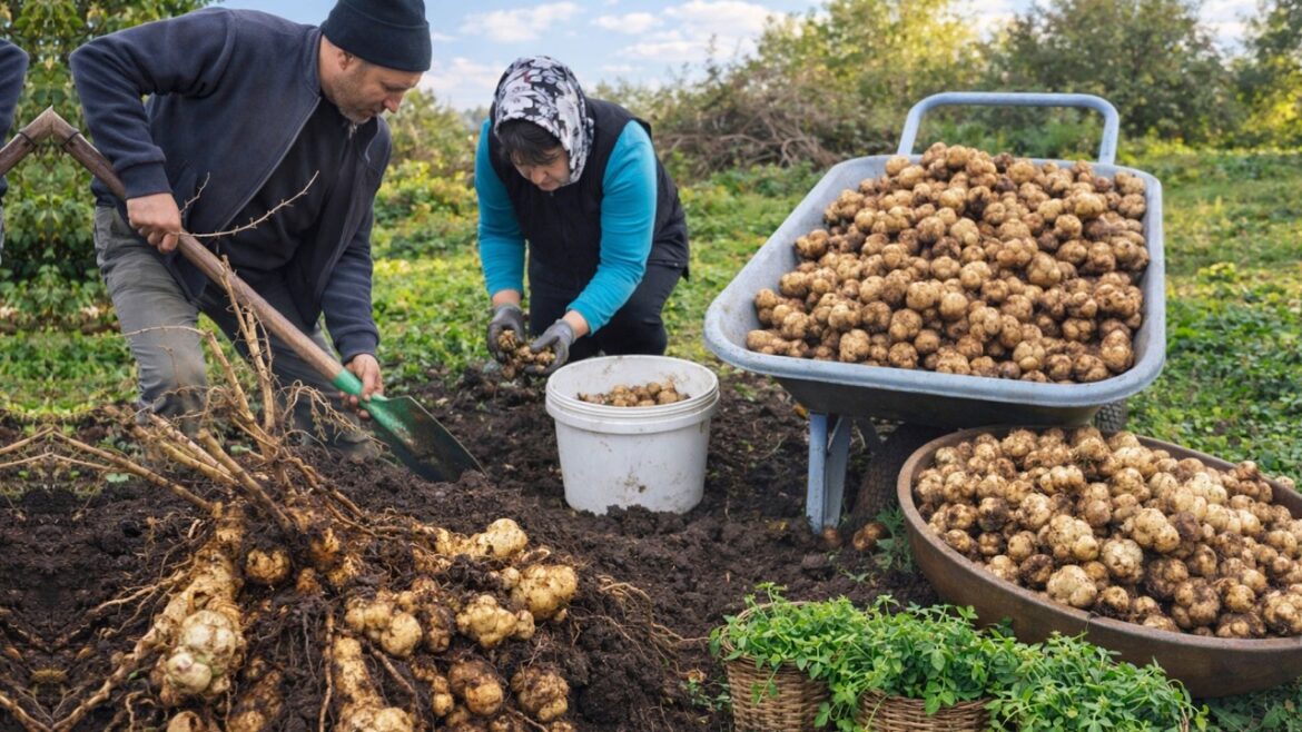An Unusual Vegetable Under the Soil - Jerusalem Artichoke | Wild Edible Plants Made Easy #village
