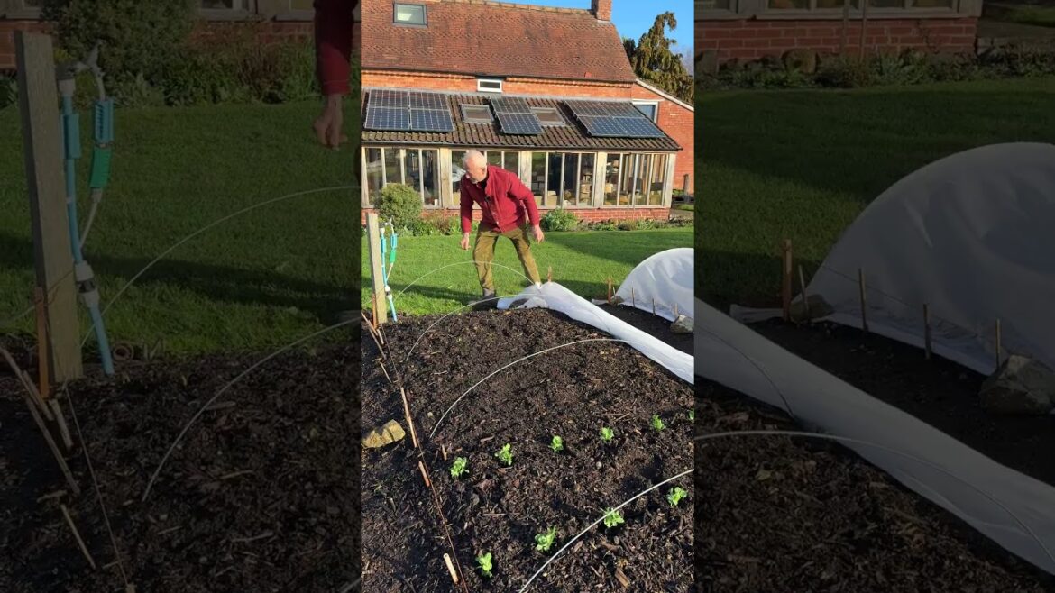 Vegetable Spacings of Many Crops in One Bed | No Dig Gardening Tips