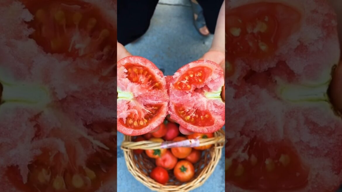 The tomato is a plant whose fruit is an edible berry that is eaten as a vegetable