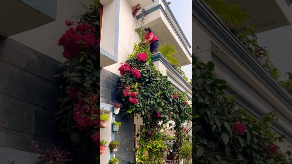 What needs to be done to make the house beautiful #homegardening #homedecor #flowers #plants