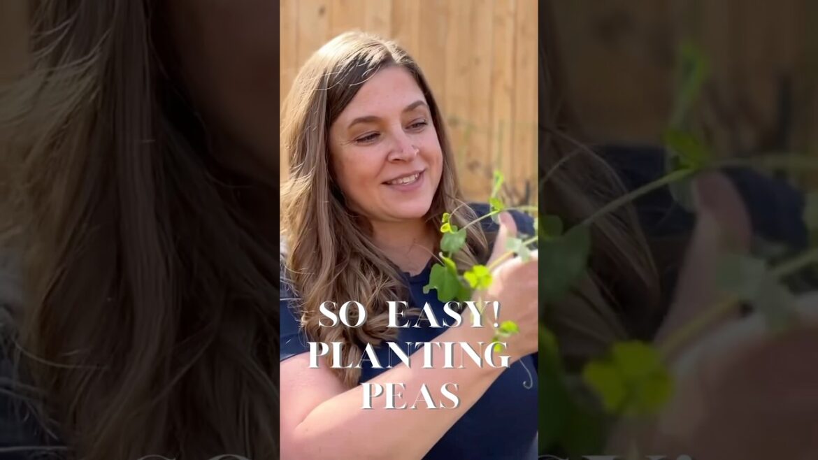 So Easy PEAse🫛 Spring Garden Planting #shorts #garden
