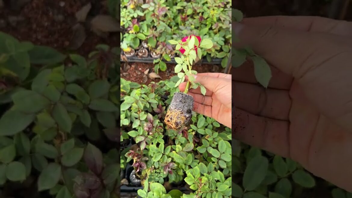 Edible Dark Red Rose Seedlings 🌹 Non-Woven Cup Nursery Plants | Easy Flower Growing
