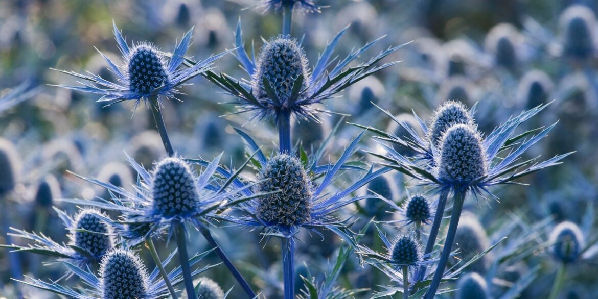 5 Self-Seeding Flowers That Come Back Every Year (With Almost No Effort)