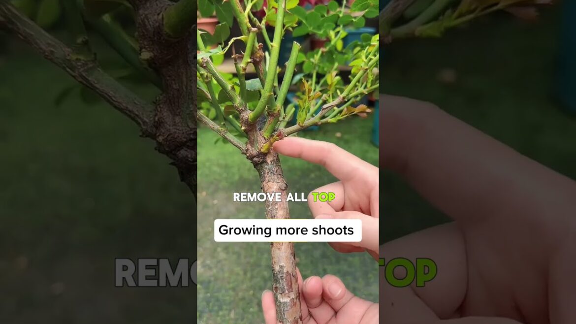 3 Ways to Get More Rose Basal Shoots #shorts #agriculture #gardeningtips