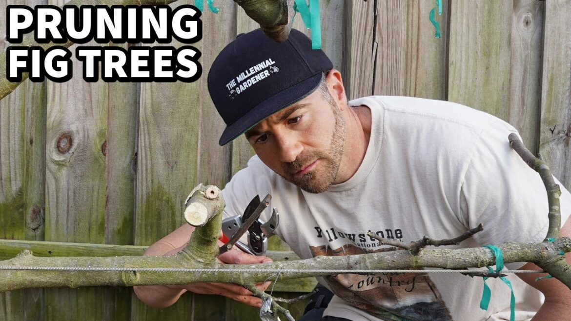 How to Prune Fig Trees for Small Size and MAXIMUM Production! How to Prune Fig Trees for Small Size and MAXIMUM Production!