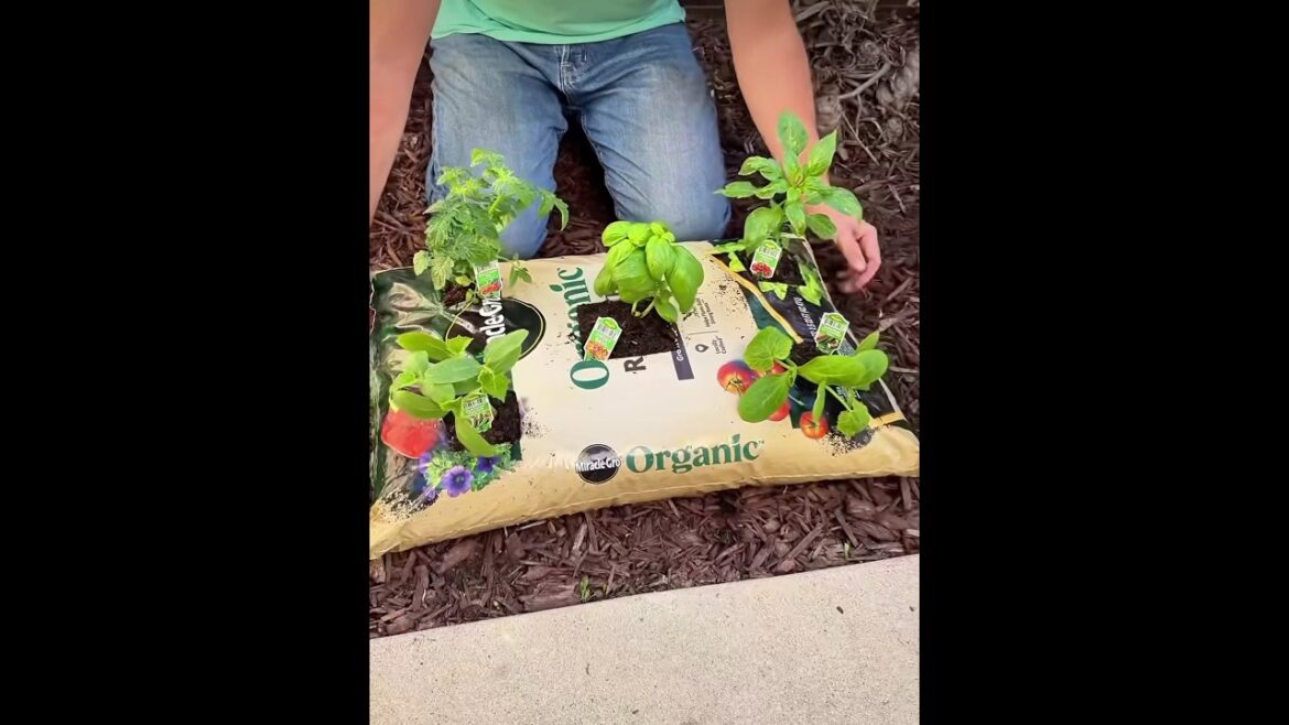 How To Plant A Vegetable & Herb Garden Right In Your Soil Bag MUST WATCH #spring #gardening #viral