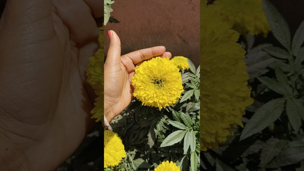 Tips to get more flowers 🌱/#shorts #ytshorts #garden #marigold #gardeningtips #gardening