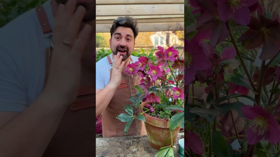 Should you buy this plant in March? #gardeningtips Should you buy this plant in March? #gardeningtips
