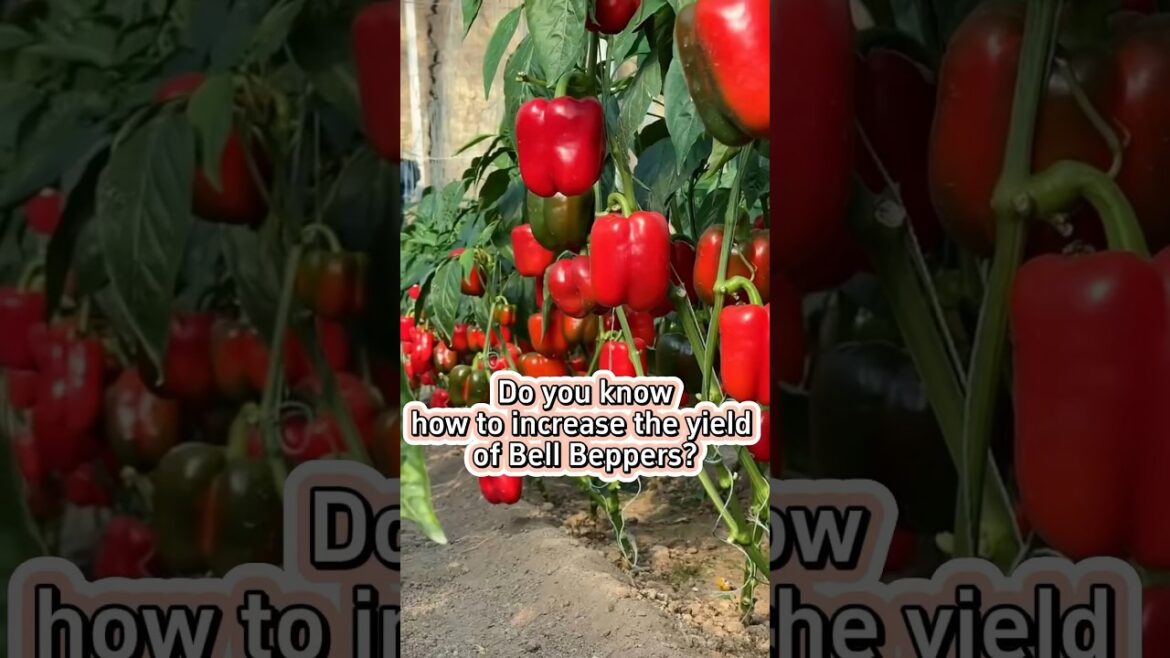 Increase bell peppers yield #garden #gardening #garderningtips #farming #bellpeppers