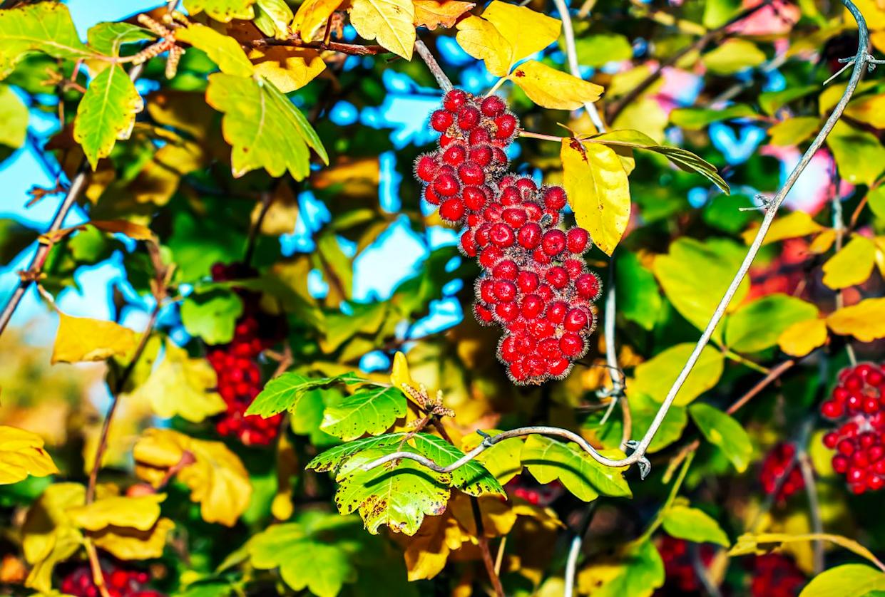 Credit: Getty Images