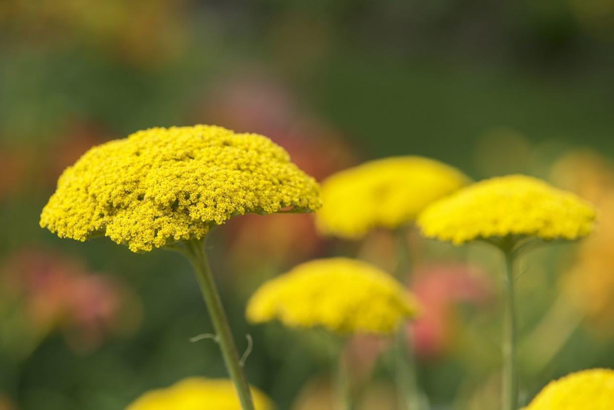 Credit: Gail Shotlander / Getty Images