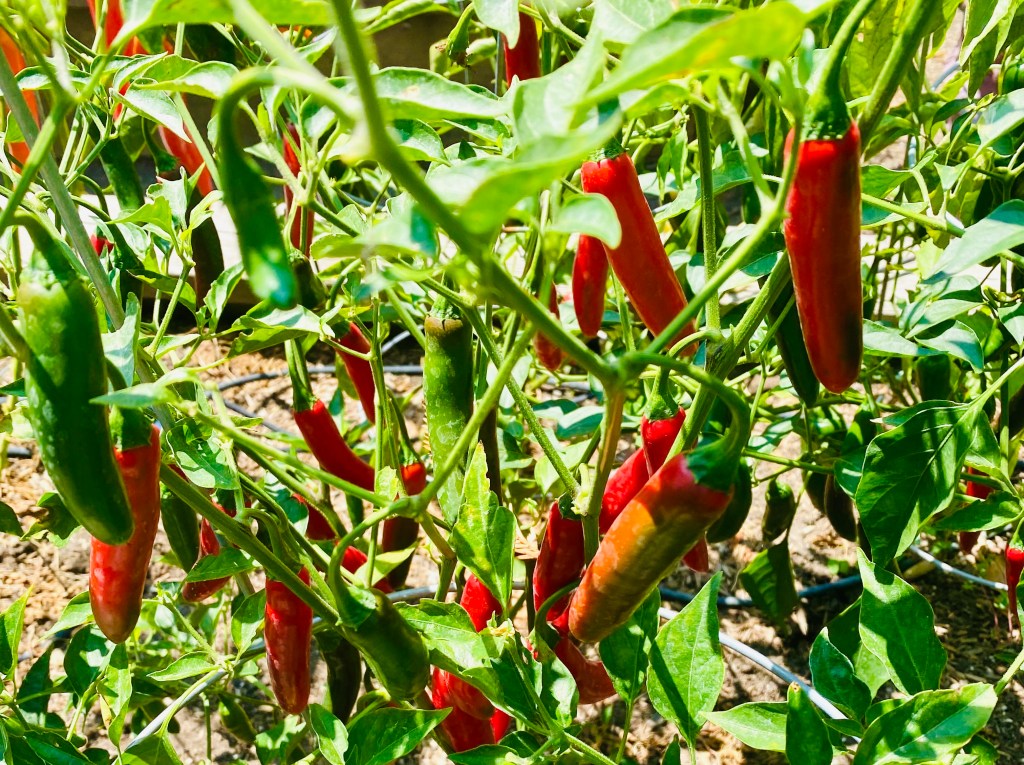 Plant colorful peppers – Marin Independent Journal Plant colorful peppers – Marin Independent Journal
