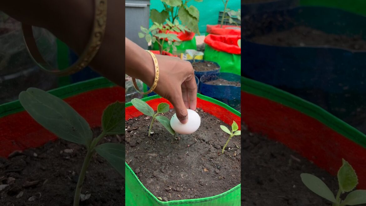 Using eggs to growing plants tips #gardening #roomtogrow #rooftopgarden #eggs