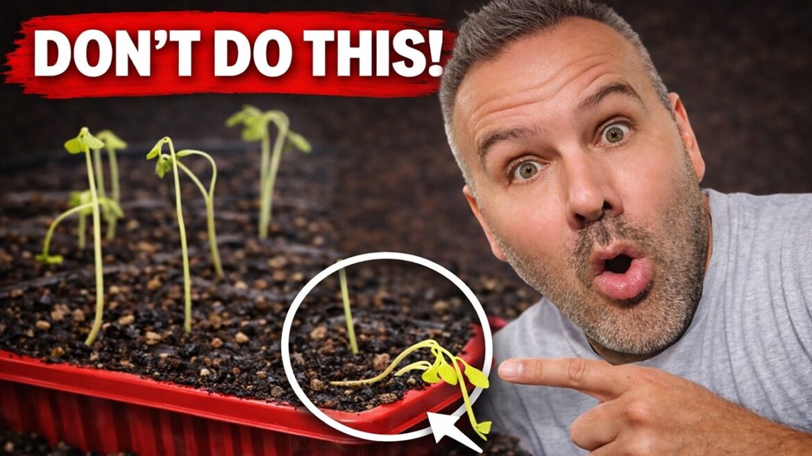 California Garden TV: Seeds Sprouted? Do This Next Seeds Sprouted? Do This Next