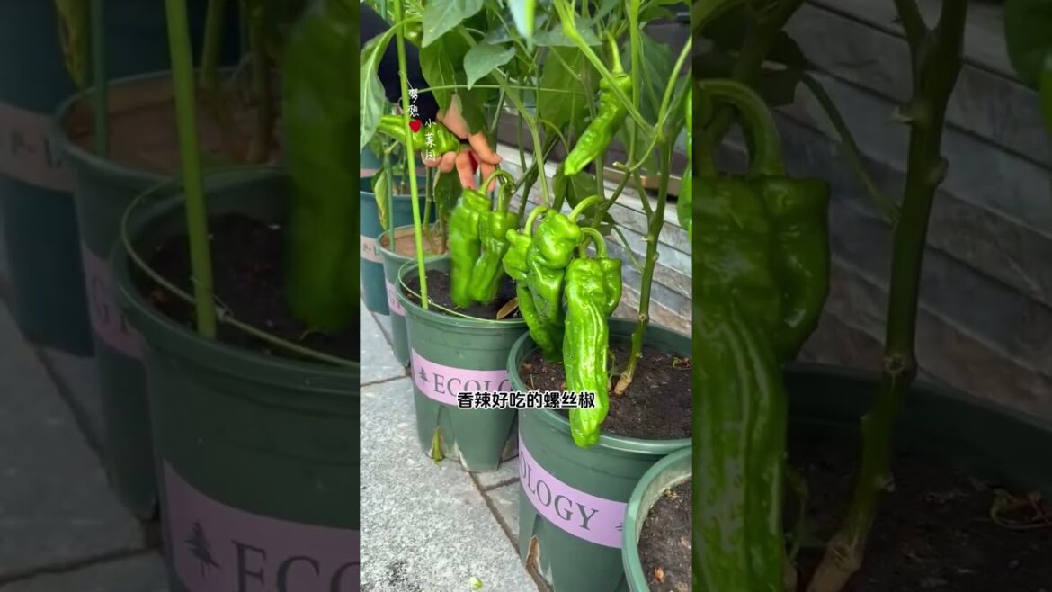 Title: Mastering Potted Vegetable Gardening: Choosing the Right Variety Title: Mastering Potted Vegetable Gardening: Choosing the Right Variety