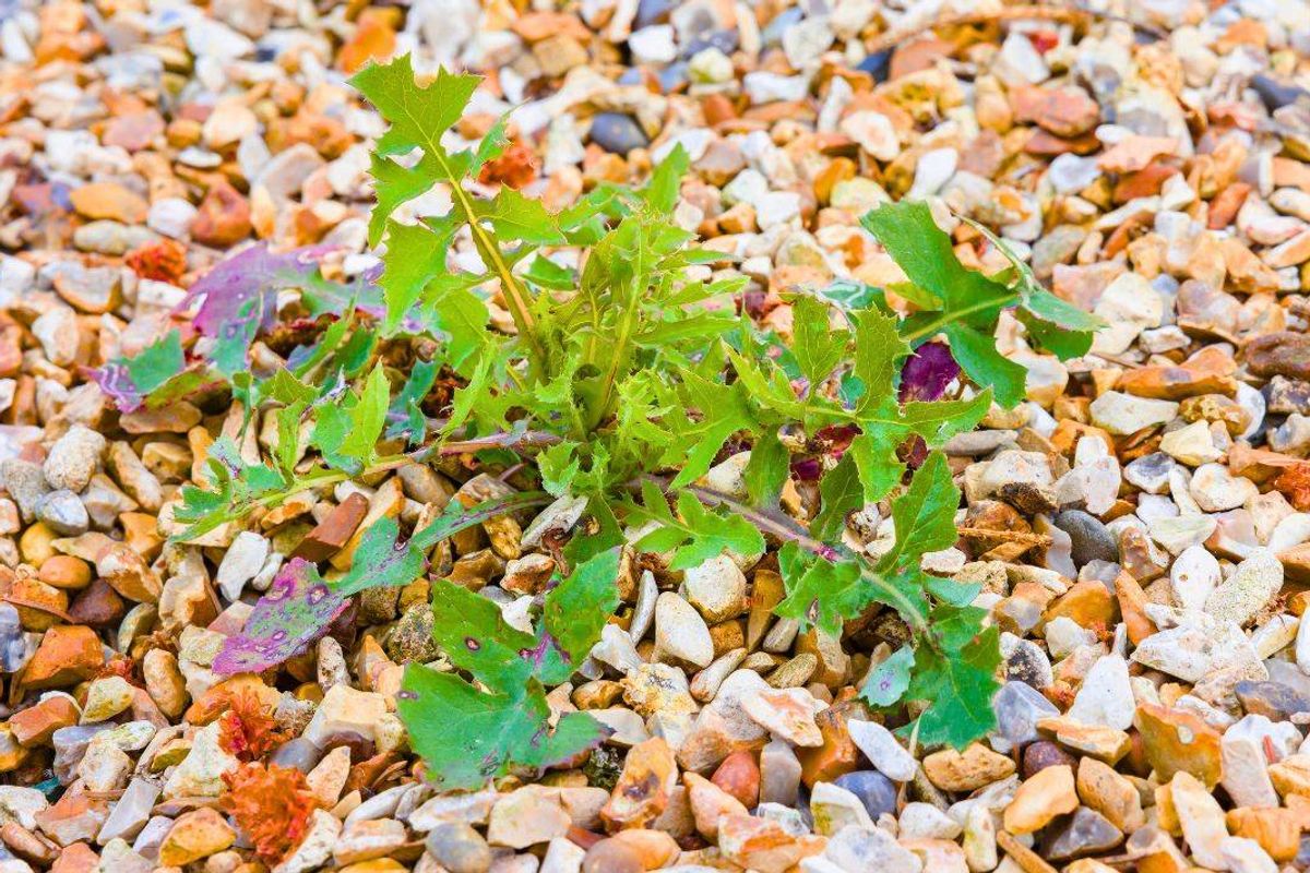 Picture of a big gravel weed.