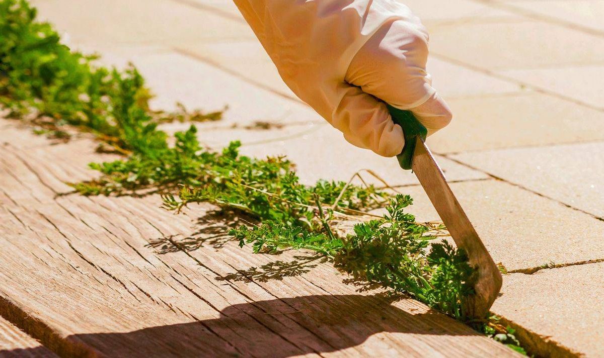 Picture of someone using a patio knife to tackle weeds.
