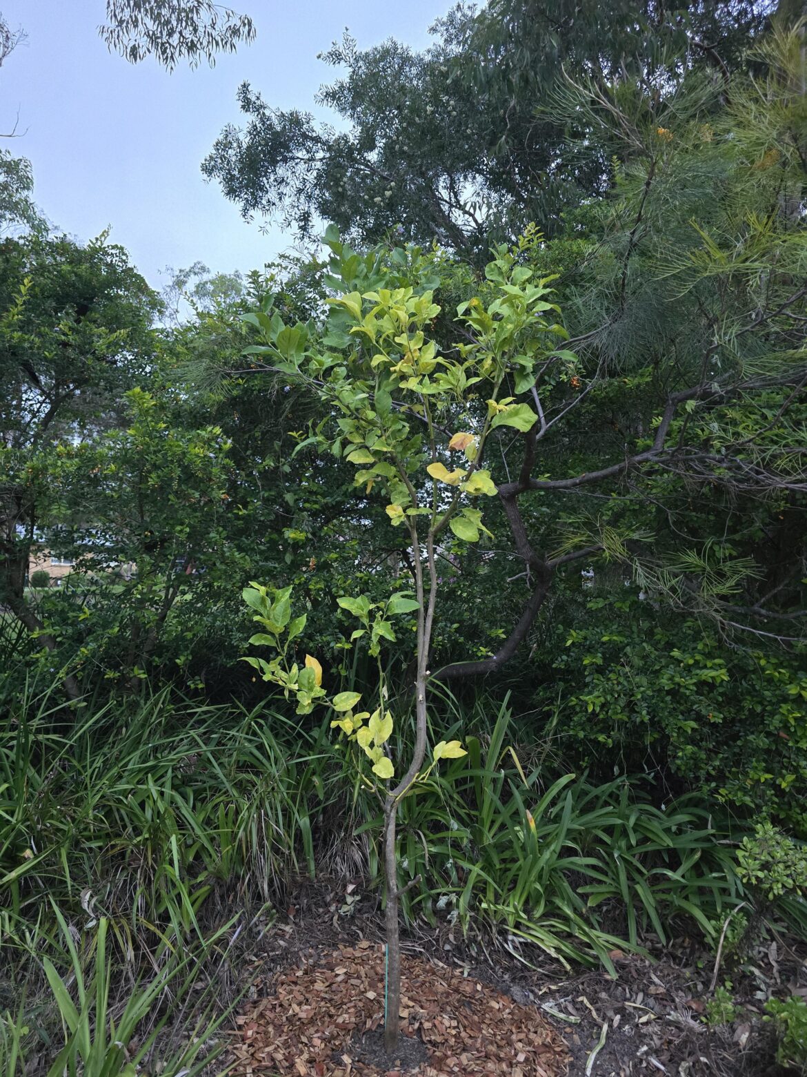 Citrus pruning