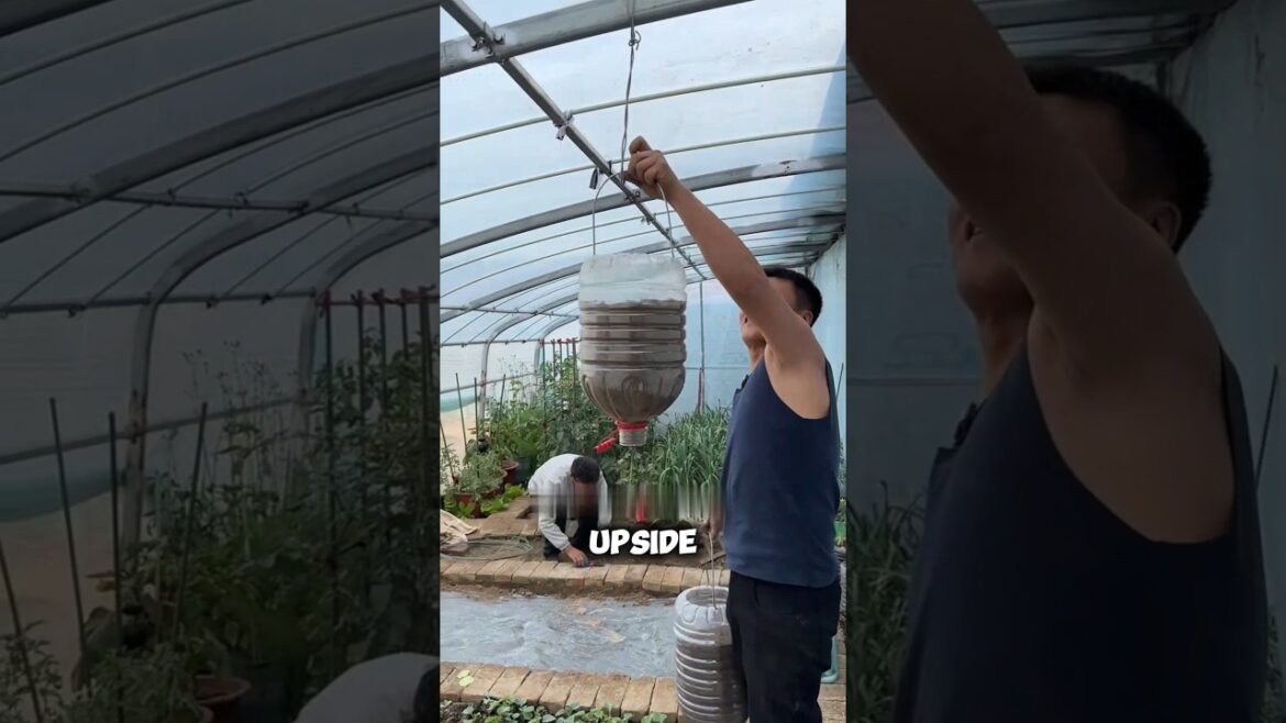 Why Are These Plants Hanging Upside Down 🙄