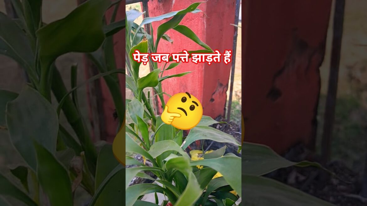 पेड़ जब पत्ते झाड़ते हैं 🤔🪴 #terracegardenindia #plants #garden पेड़ जब पत्ते झाड़ते हैं 🤔🪴 #terracegardenindia #plants #garden