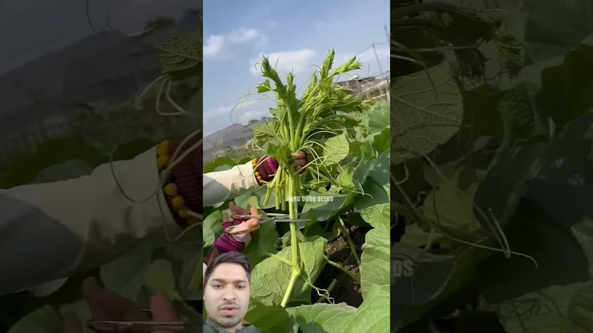 vegetable harvesting 🥬☘️ #farming #gardening #harvesting #greenscreen #greenleaf #shorts