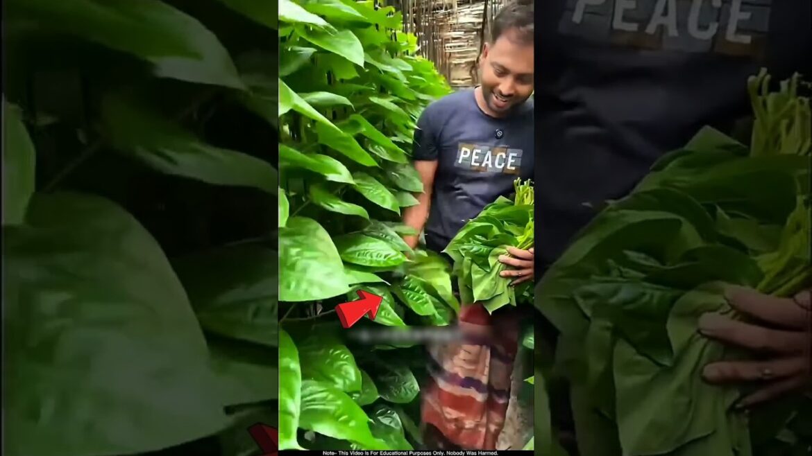 आखिर पान की असली खेती तो यहां होती है! 😲। #betel #farming आखिर पान की असली खेती तो यहां होती है! 😲। #betel #farming