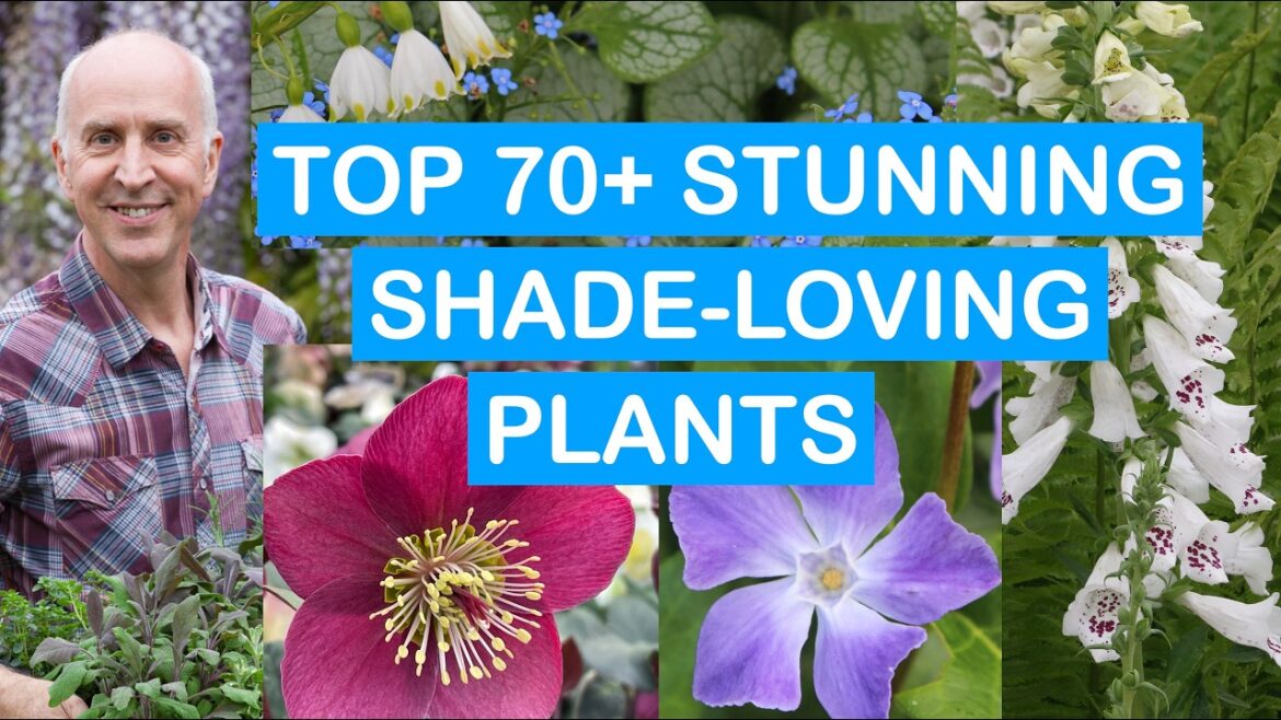 TOP 70+ STUNNING SHADE-LOVING PLANTS TOP 70+ STUNNING SHADE-LOVING PLANTS