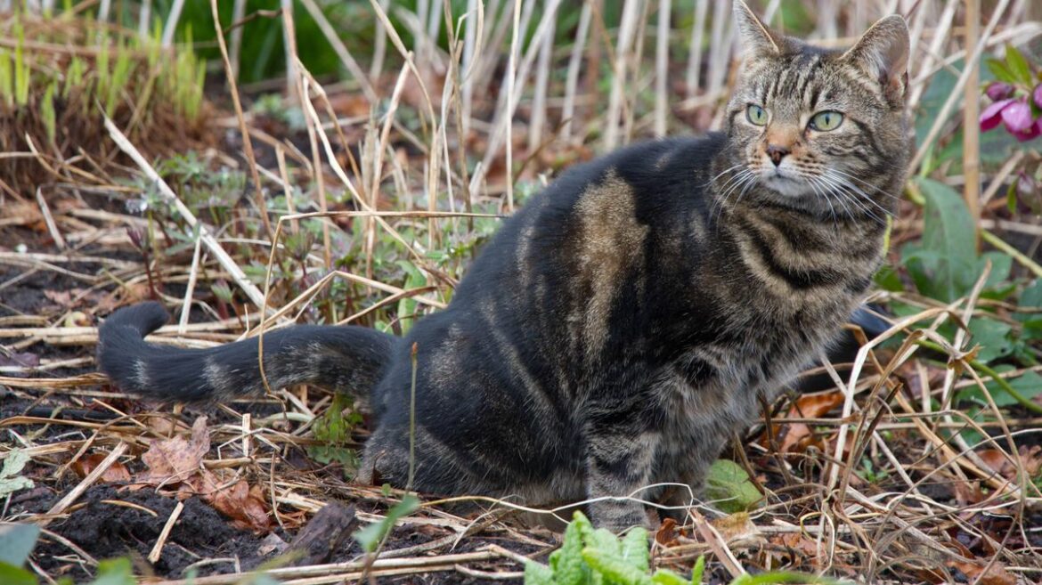 Anyone who wants to stop cats pooing in gardens must use 1 natural spray they ‘detest’ Daily Mirror