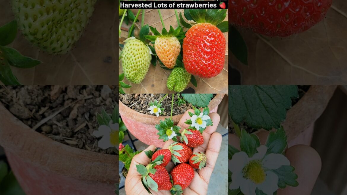 Strawberry Fruiting And Harvesting Journey shorts #ytshorts #Strawberryshorts Strawberry Fruiting And Harvesting Journey shorts #ytshorts #Strawberryshorts