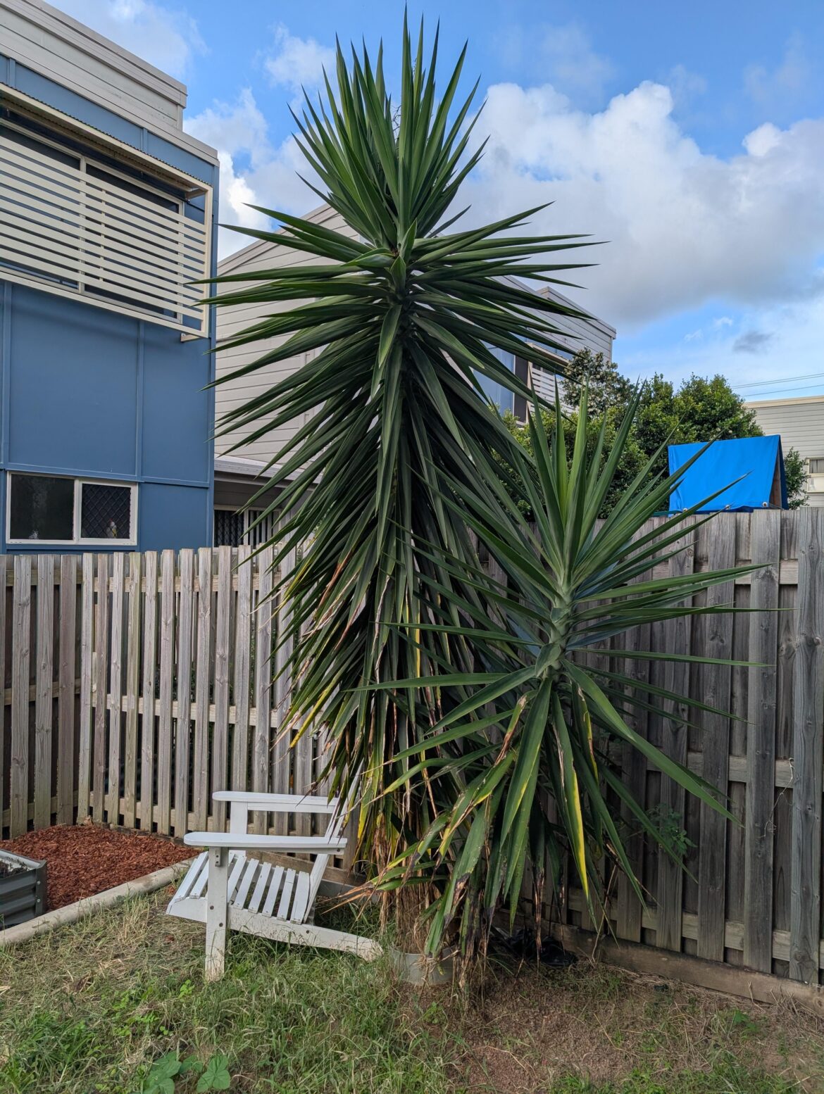 Remove Yucca? Remove Yucca?