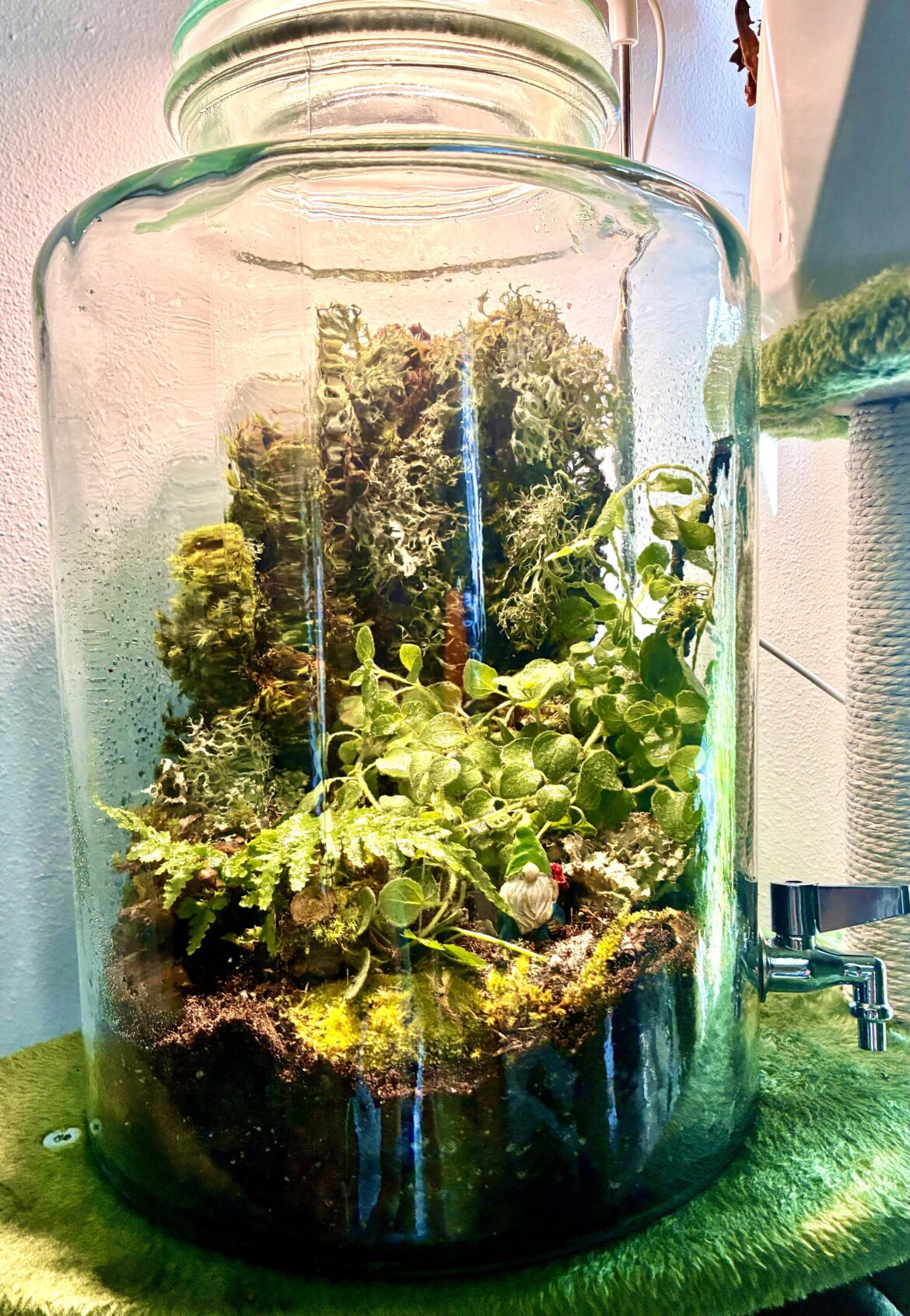 My first terrarium