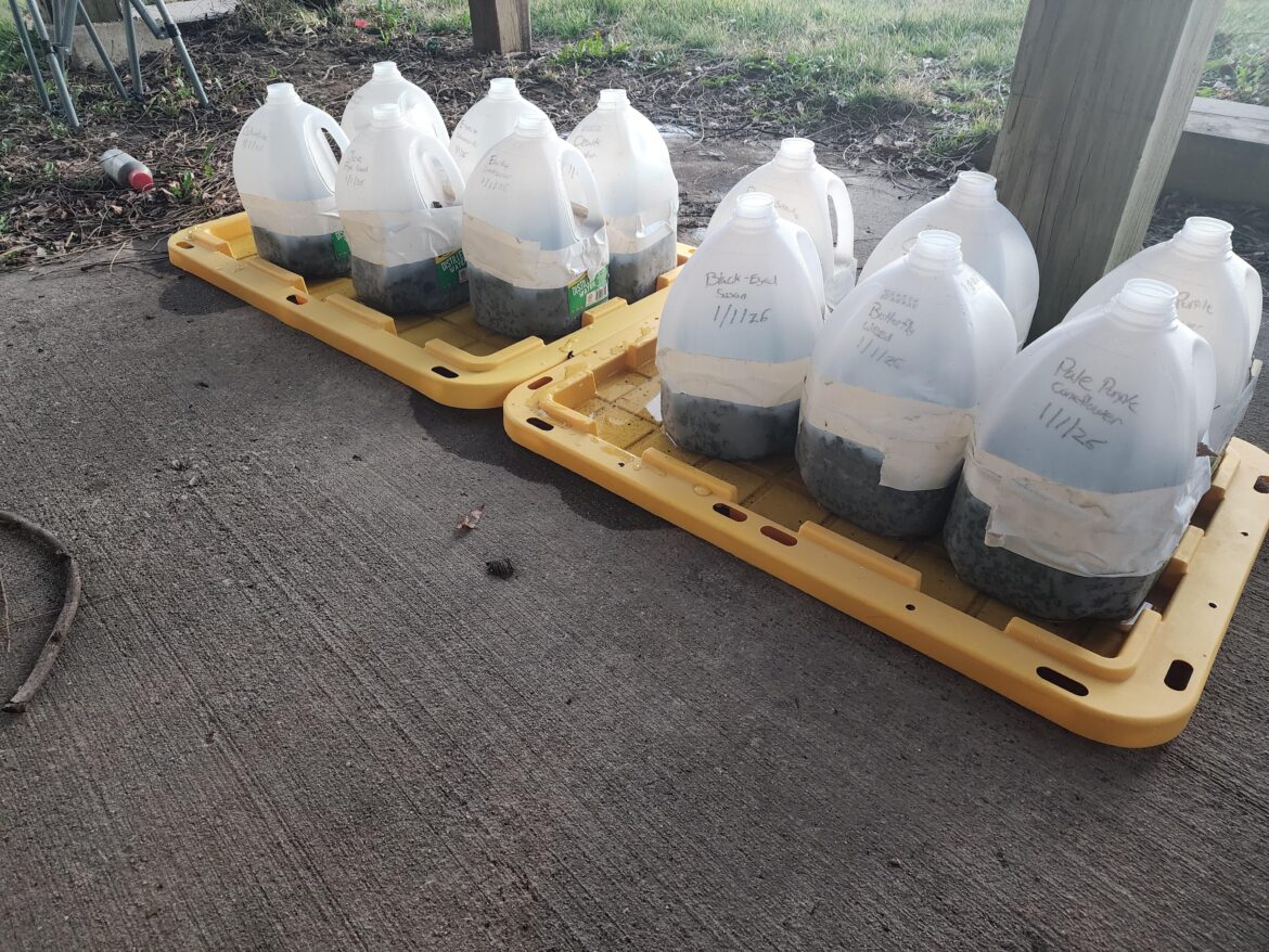 LPT - Easily Bottom Water Your Seeds With Storage Tote Lids