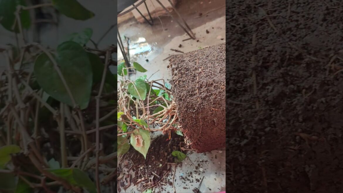 Betel Leaf Plant Care #shorts #youtubeshorts #garden #betelleaf Betel Leaf Plant Care #shorts #youtubeshorts #garden #betelleaf