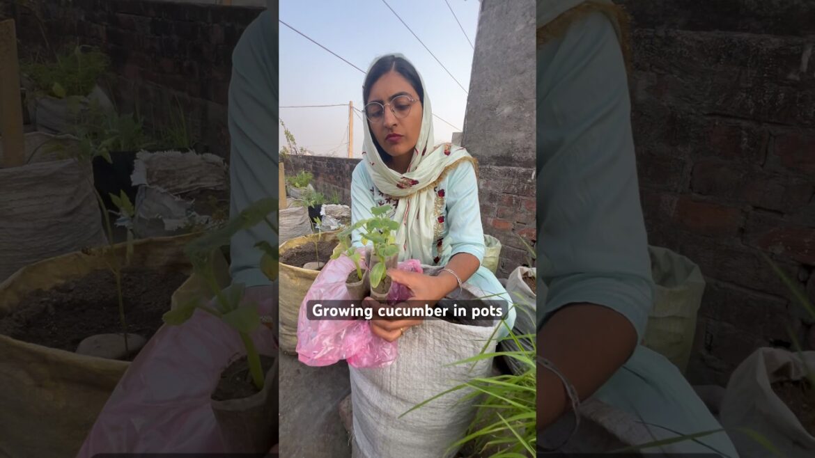 khira kaise lagaye #cucumber #garden #vegetables #gardening #shorts #trending