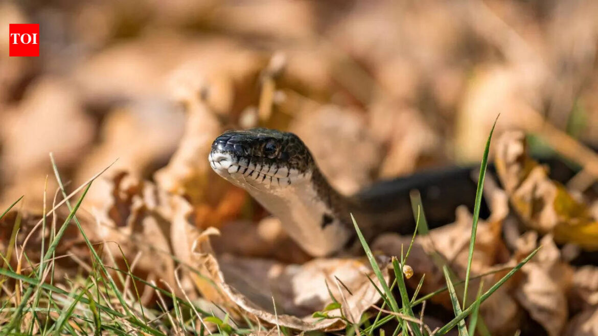 Snake in your garden? Here’s what to do (and not do) to stay safe and avoid common mistakes homeowners make | Snake in your garden? Here’s what to do (and not do) to stay safe and avoid common mistakes homeowners make |