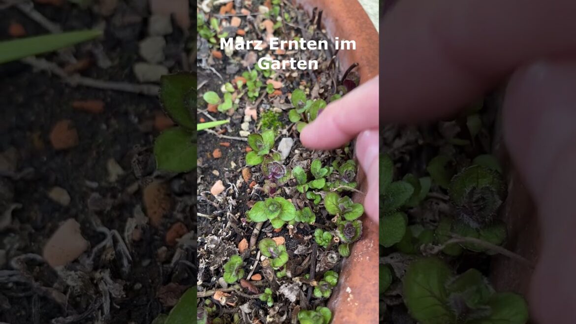 Garten Update März 🌿 Was wir gerade ernten 🧺✨