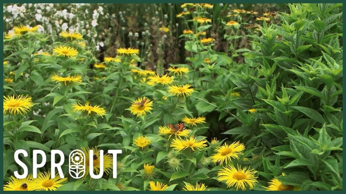 Spring Gardening Tips - Transform Your Garden for Color and Wildlife