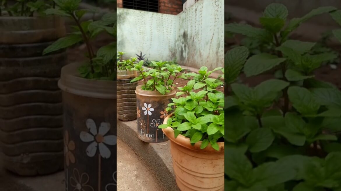 #grow mint plants fromcuttings#pudina#gardening #homegarden#ytshorts