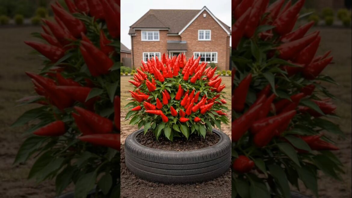 “I Grew 100+ Chillies in One Pot 😱🌶️ #shorts”