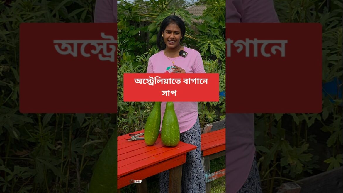 অস্ট্রেলিয়াতে বাগানে সাপের আনাগোনা কেমন | Backyard garden in Australia #australia #bengalivlog