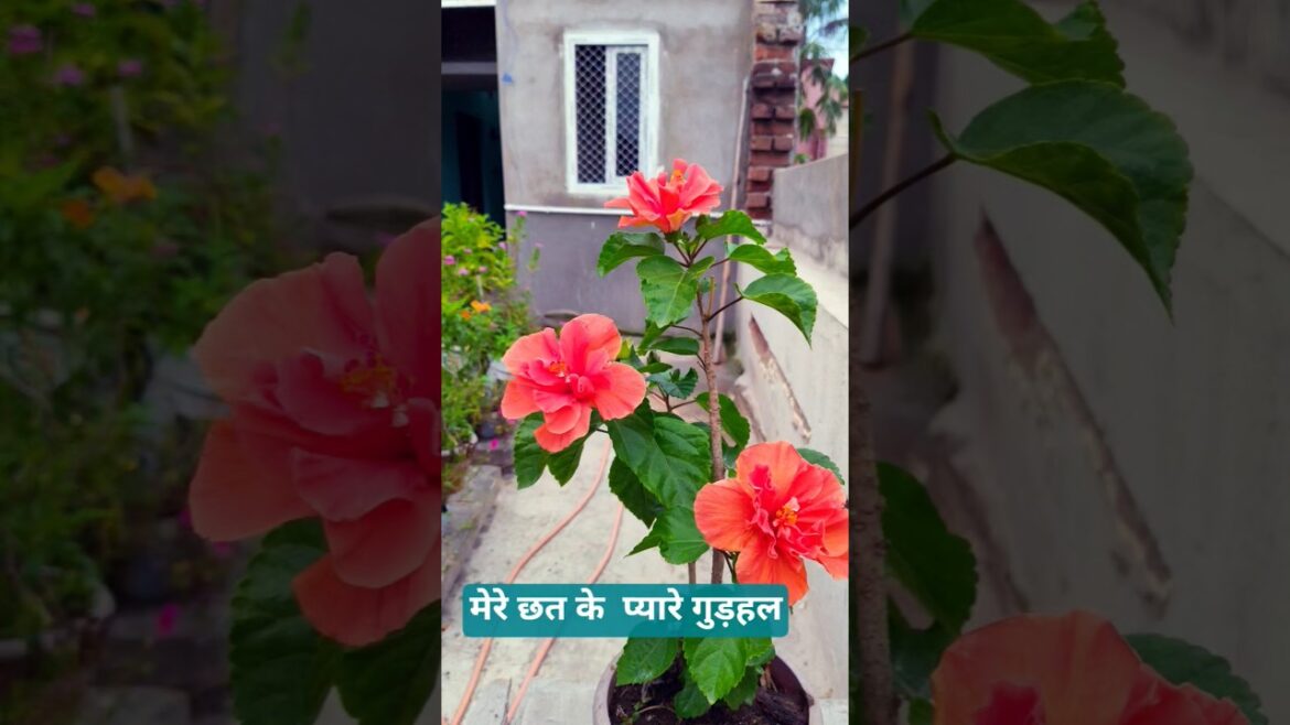 Terrace gardening # tips for gudhal # shorts # trends