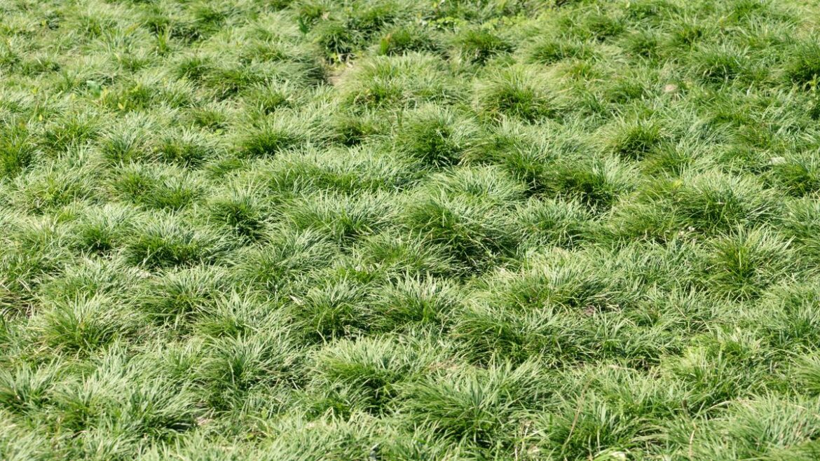 Garden lawns won’t be bumpy if you sprinkle 3 simple items on grass Devon Live
